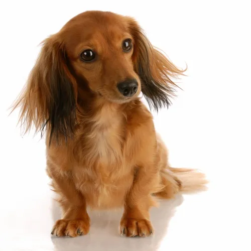 Dachshund