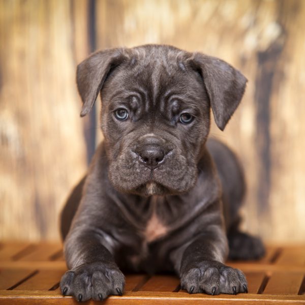 Azah Pet Store puppies
