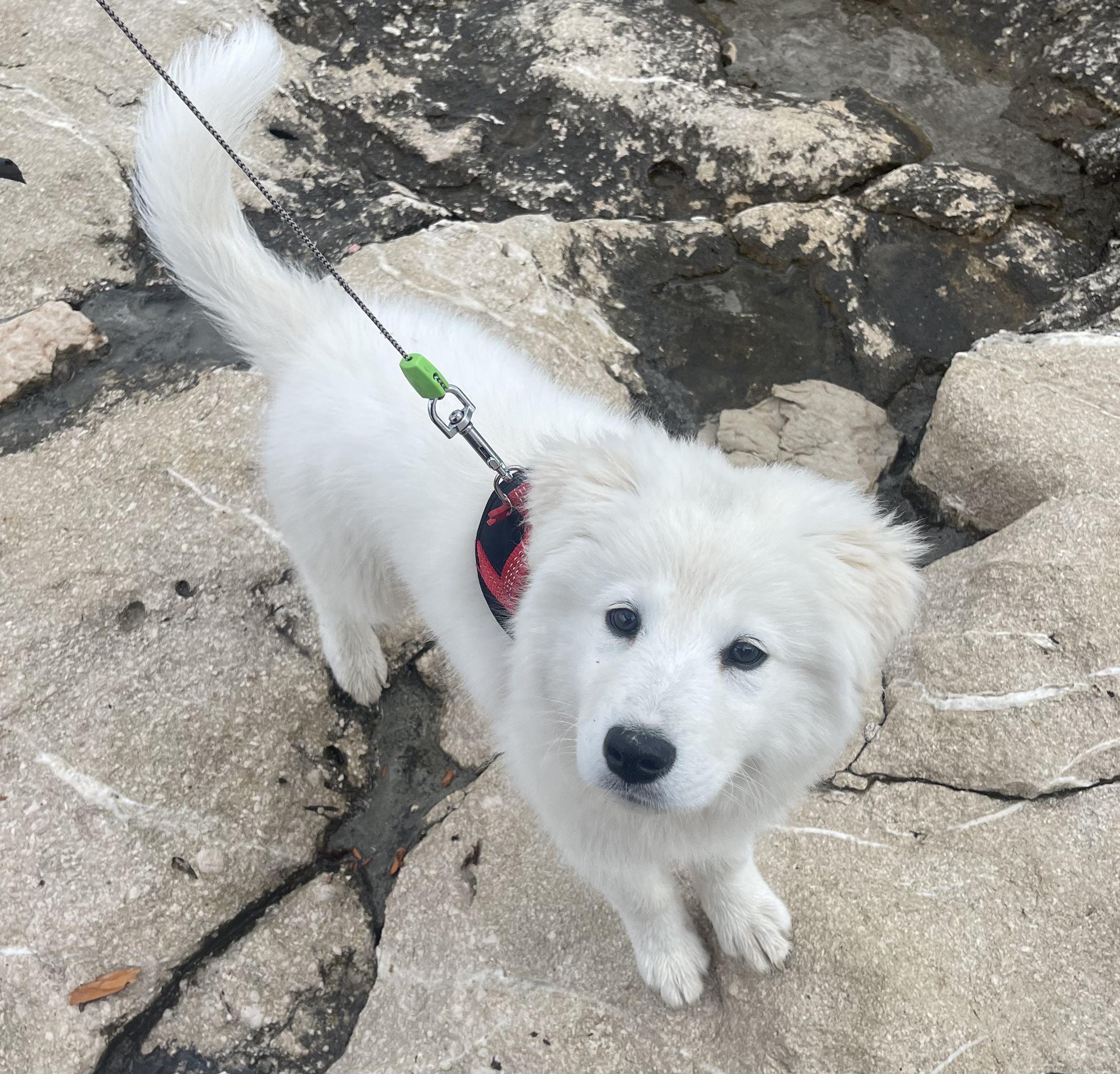 Puppy in loving home environment